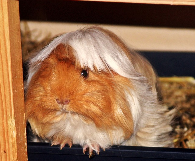 peruánský morče