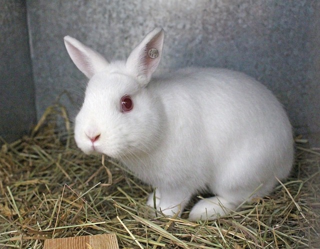 bílý králík